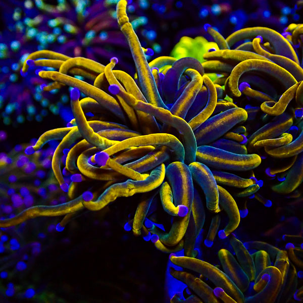 Euphyllia Rapunzel Holy Grail NZ
