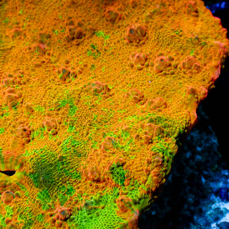 Chalice Ultra Orange/Grün – Hochwertige gecraftete LPS