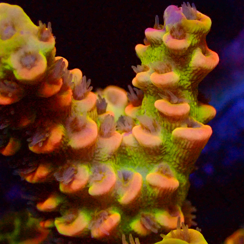 Acropora Crafted