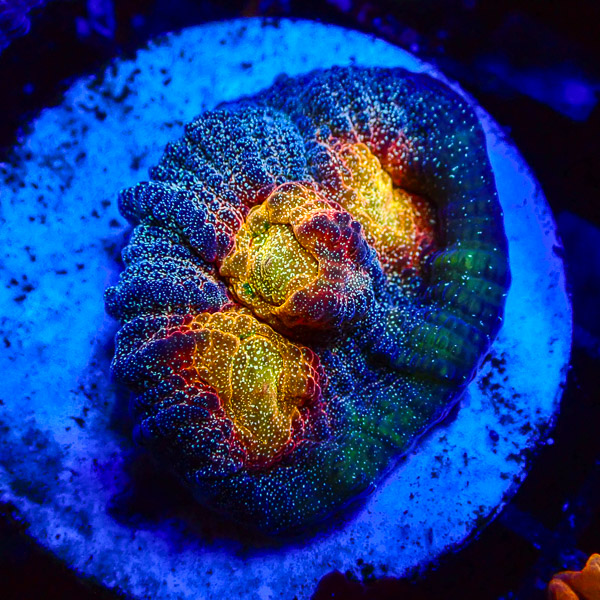 Chalice MC Ring of Fire NZ