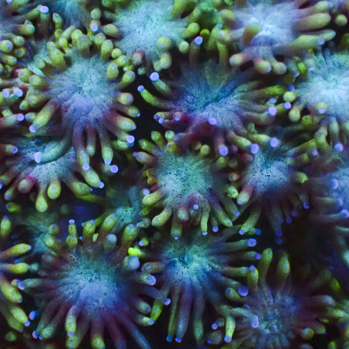 Goniopora Emerald Sunrise