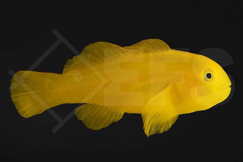 Gelbe Korallengrundel