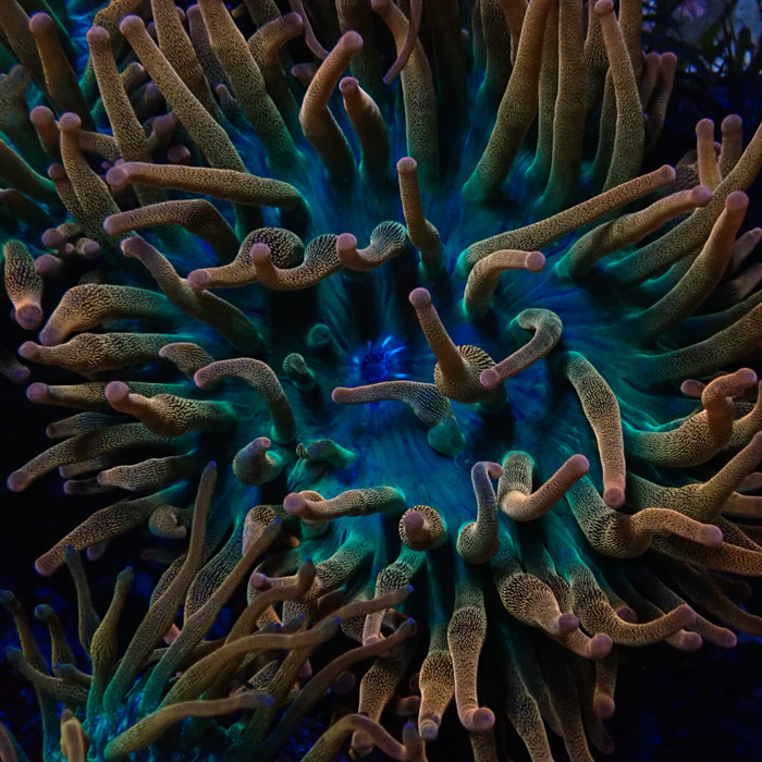 Entacmaea MC Quadricolor Sunburst