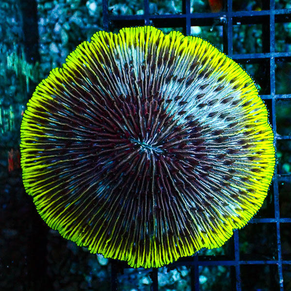 Fungia MC Plasma Rainbow