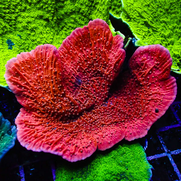 Montipora MC Red Cap White Tips