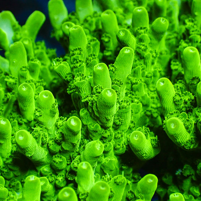 Acropora Green Table