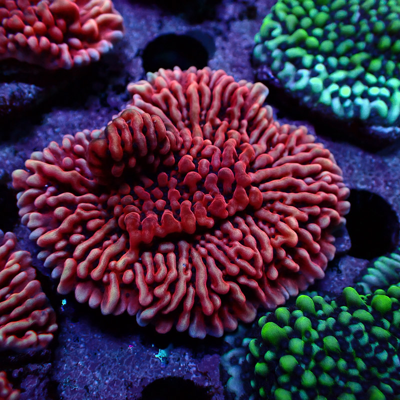 Montipora Mean Streak Frag 23