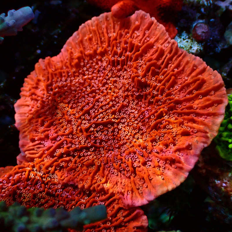 Montipora Rot Frag 19