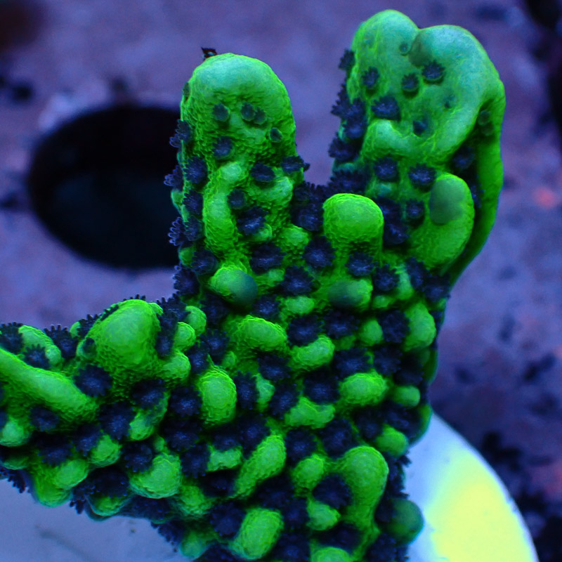 Montipora Frag 01