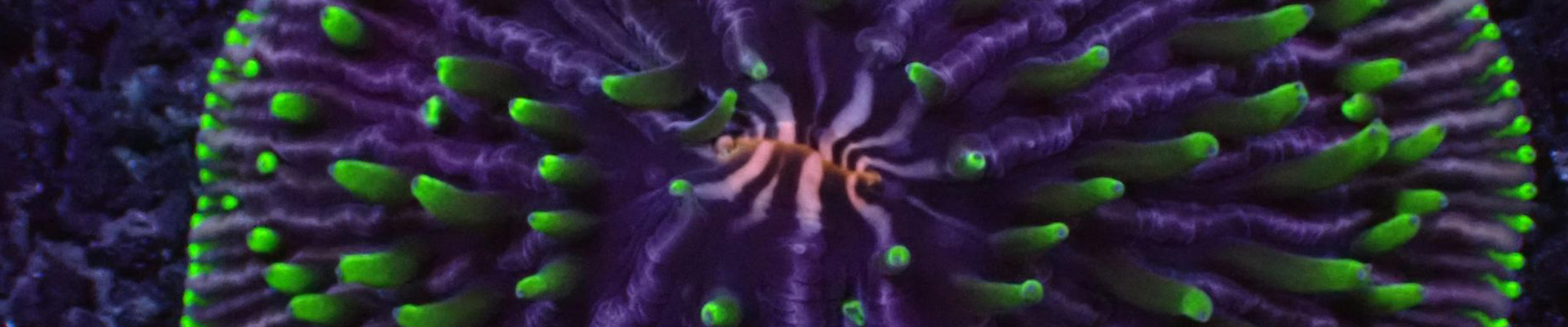 Fungia Rainbow Koralle – flache Steinkoralle mit leuchtenden Regenbogenfarben