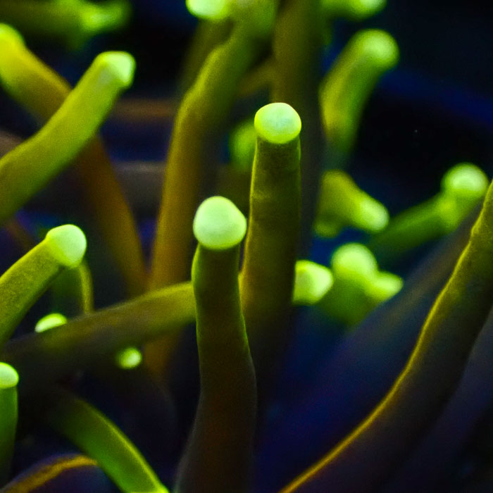 Euphyllia Glabrescens Dragon Soul