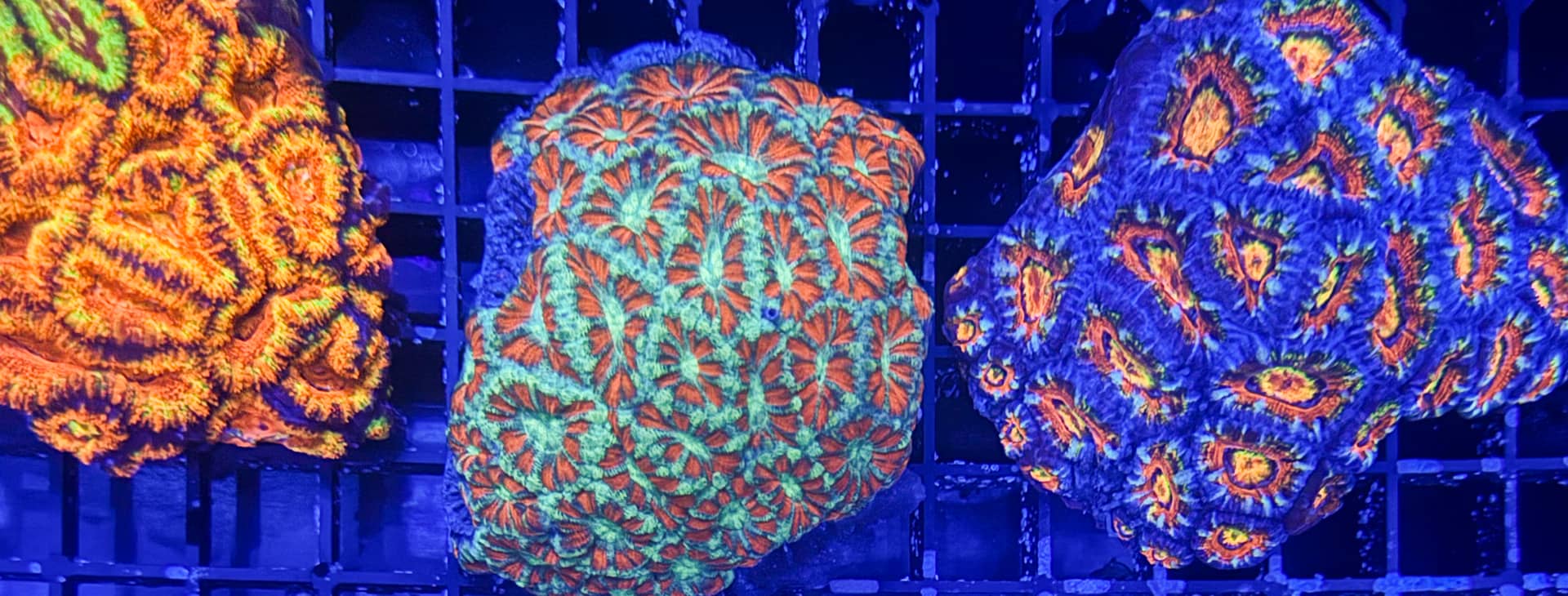 Tierversand bei The Marine Center – Versandbox mit Wärmepack und Schutzmaterial