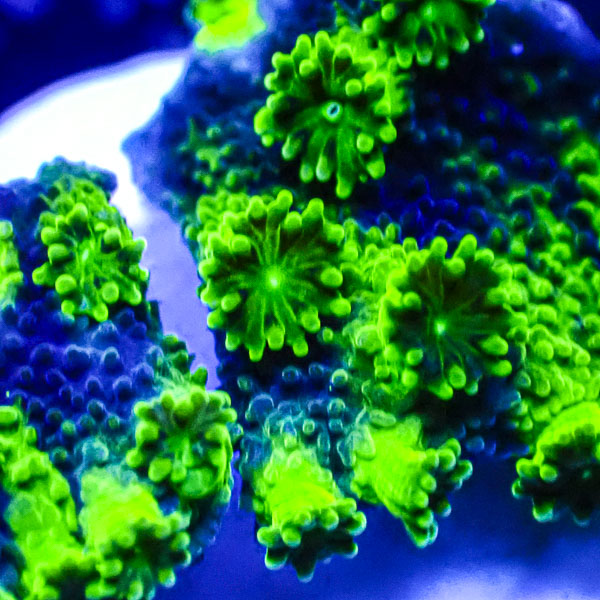 Turbinaria MC Sapphire Eclipse