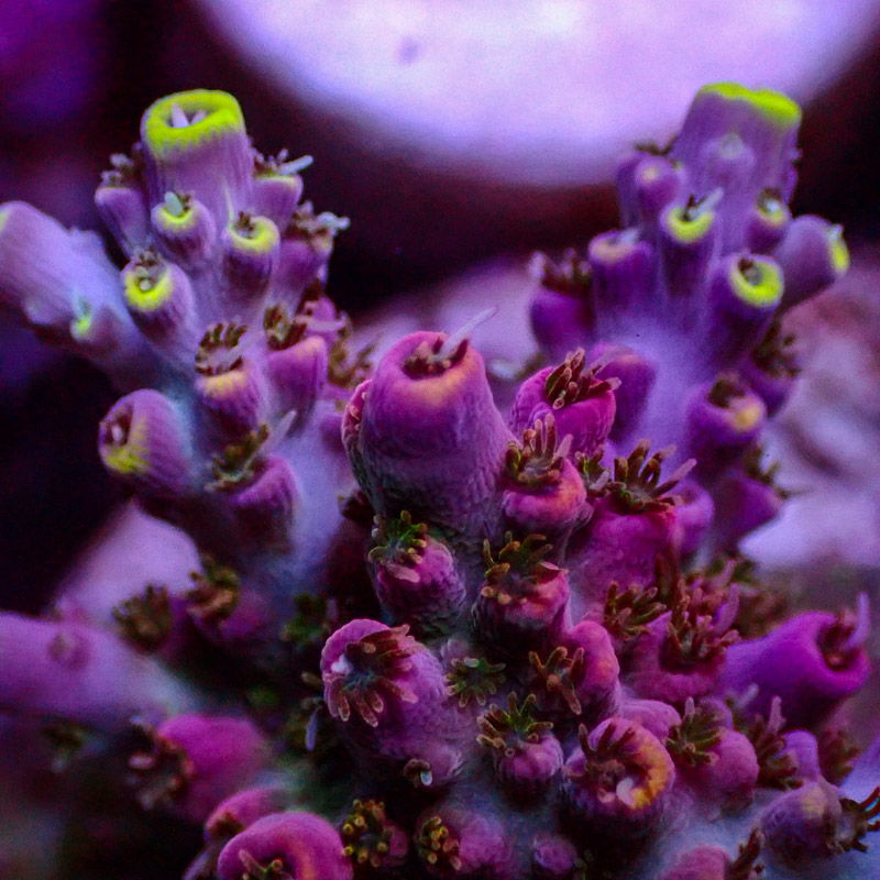 Acropora Crafted