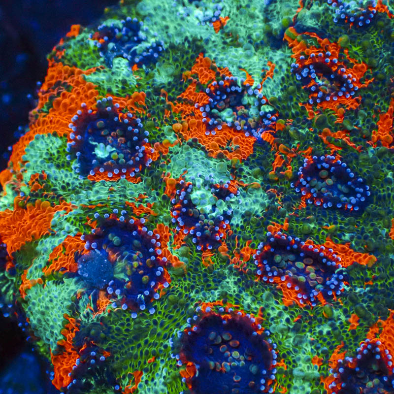 Acanthastrea Echinata
