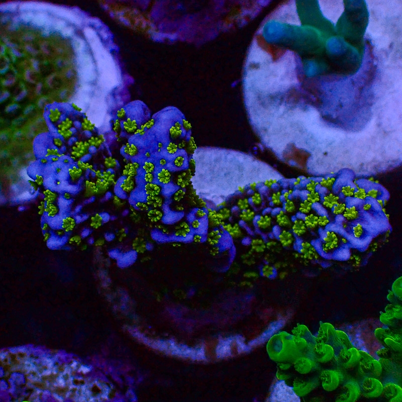 Acropora