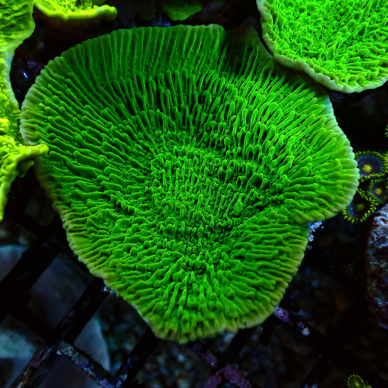 Montipora Grün Frag 06