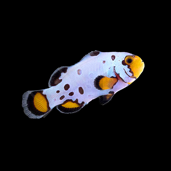 Anemonenfisch Frostbite Premium