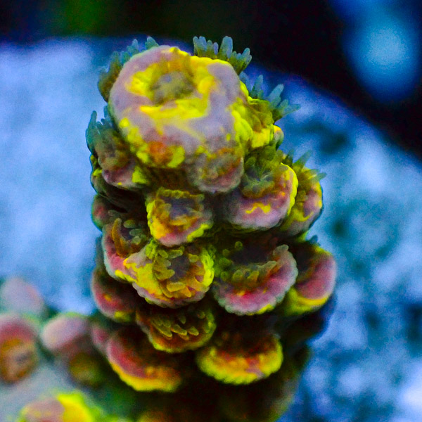 Acropora Crafted