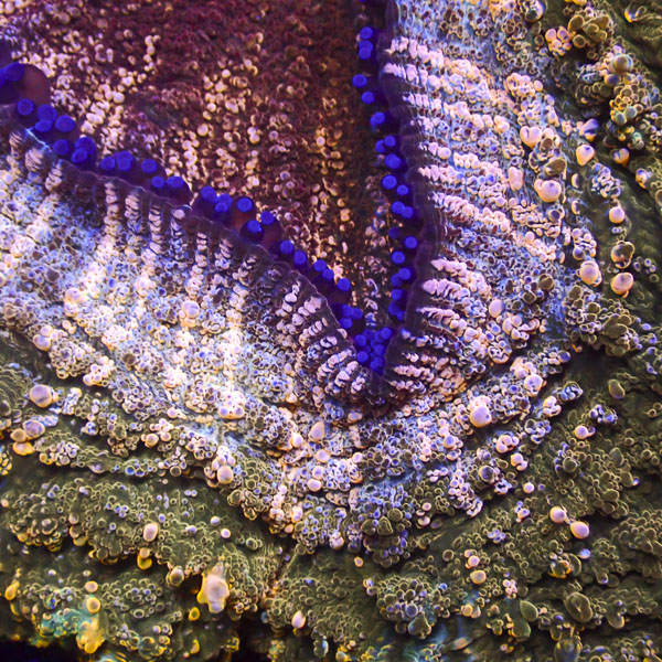 Acanthophyllia MC Dragon Bronze