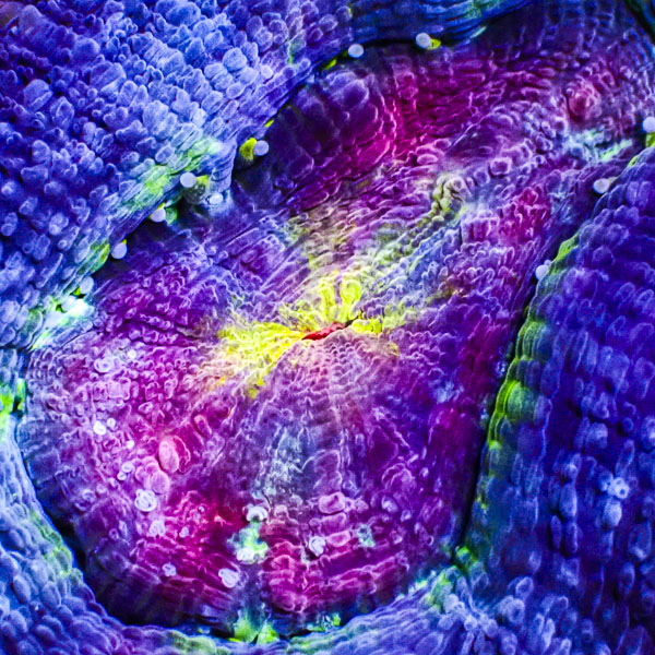 Homophyllia Bowerbanki Rainbow