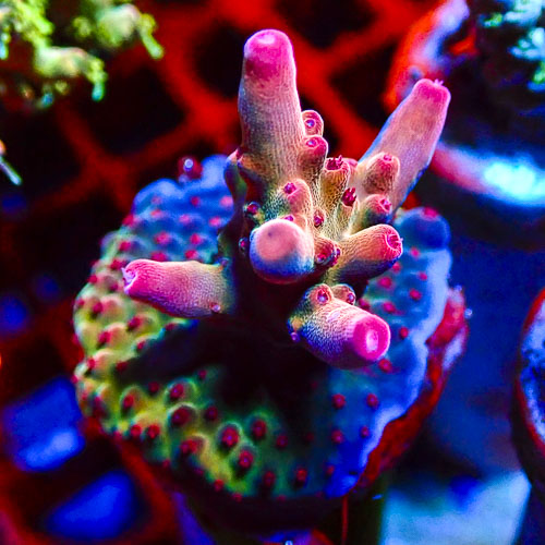 Acropora MC Supernova