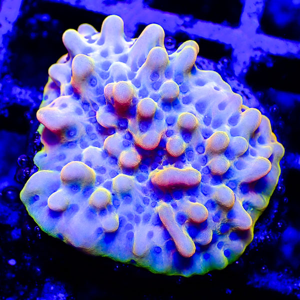 Montipora MC Pastel Nova