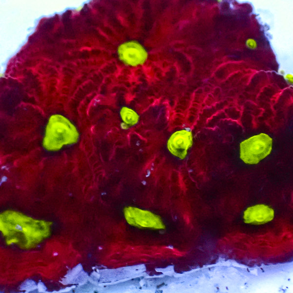 Favia MC Blood Red NZ