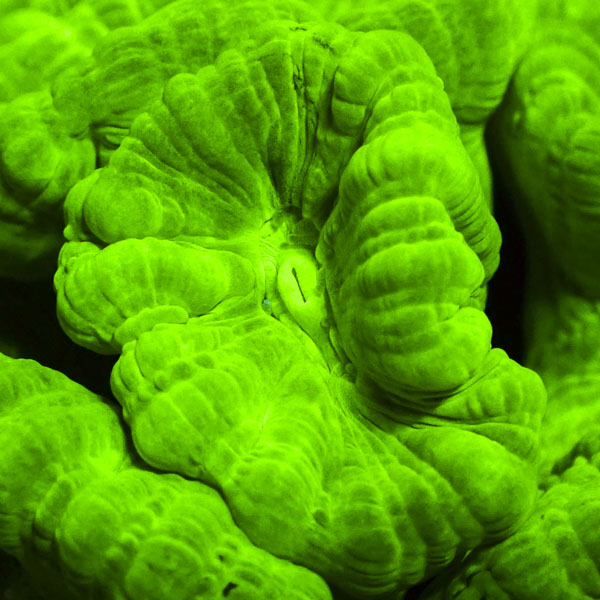 Caulastrea Ultra Grün