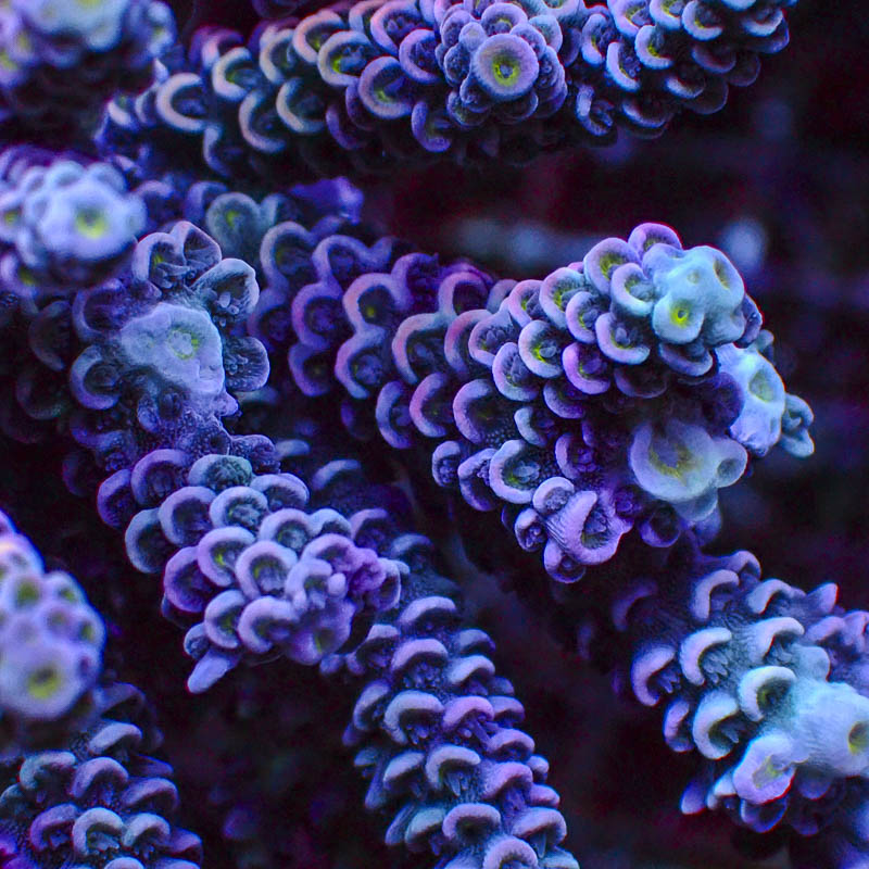 Acropora Crafted Homewrecker Lila Türkis