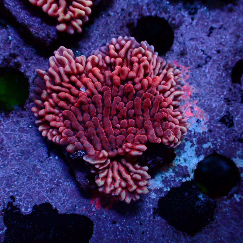 Montipora Mean Streak Frag 19