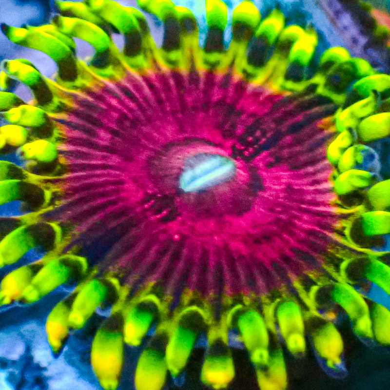 Zoanthus MC Pink Diamond