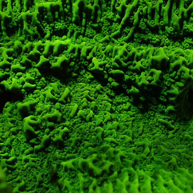 Montipora Grün Frag 12