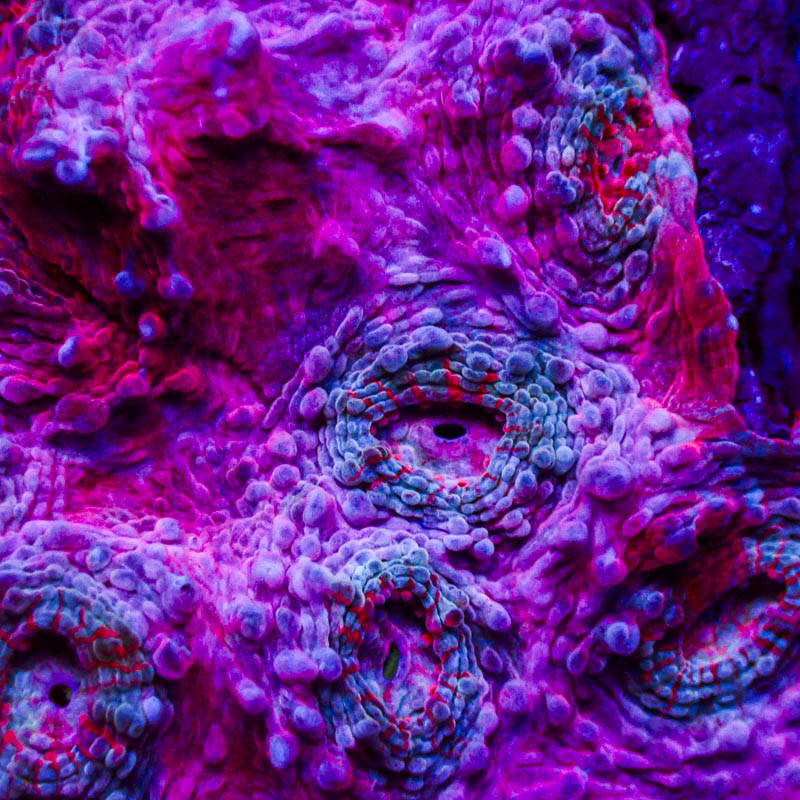 Chalice Rosé Pink – Blaue Münder mit roten Polypenstreifen