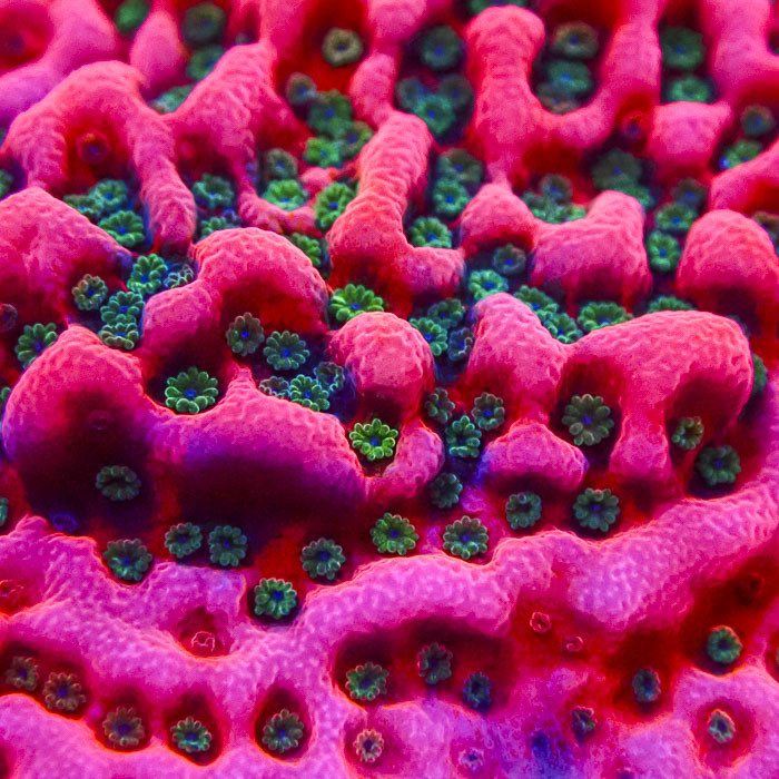 Montipora Cherry Tree Frag 02