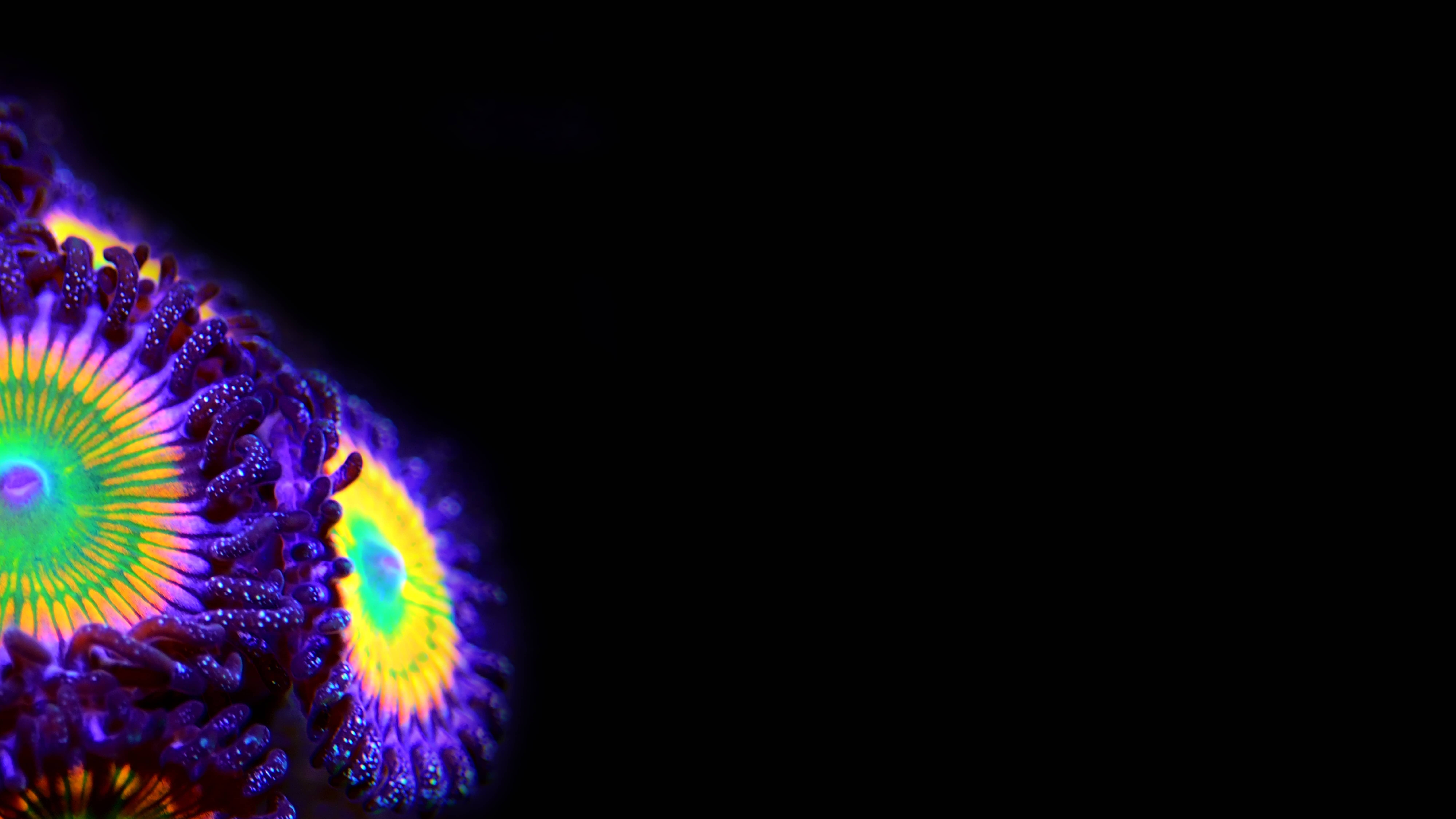 Zoanthus Rainbow Kolonie auf Ablegerstein