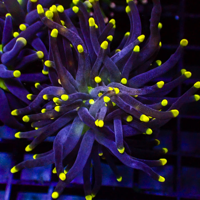 Euphyllia Black Torch Yellow Tips