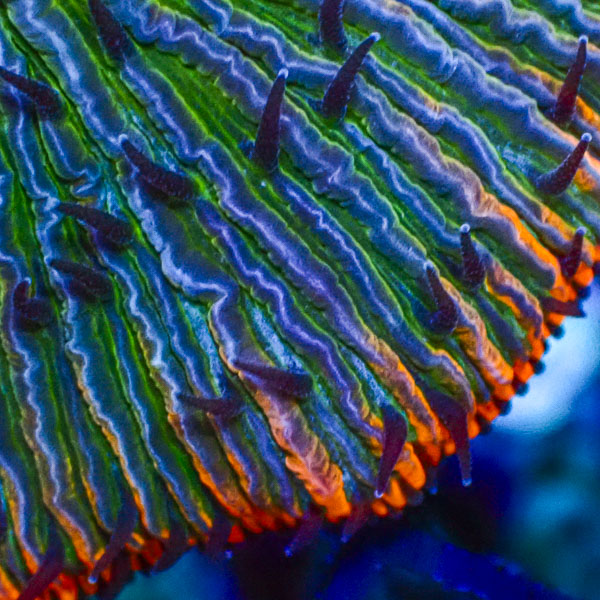 Fungia MC Orange Pulse