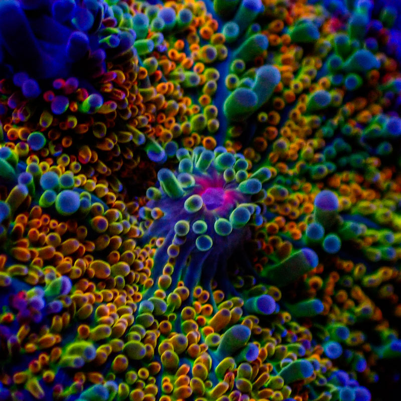 Ricordea Yuma Rainbow