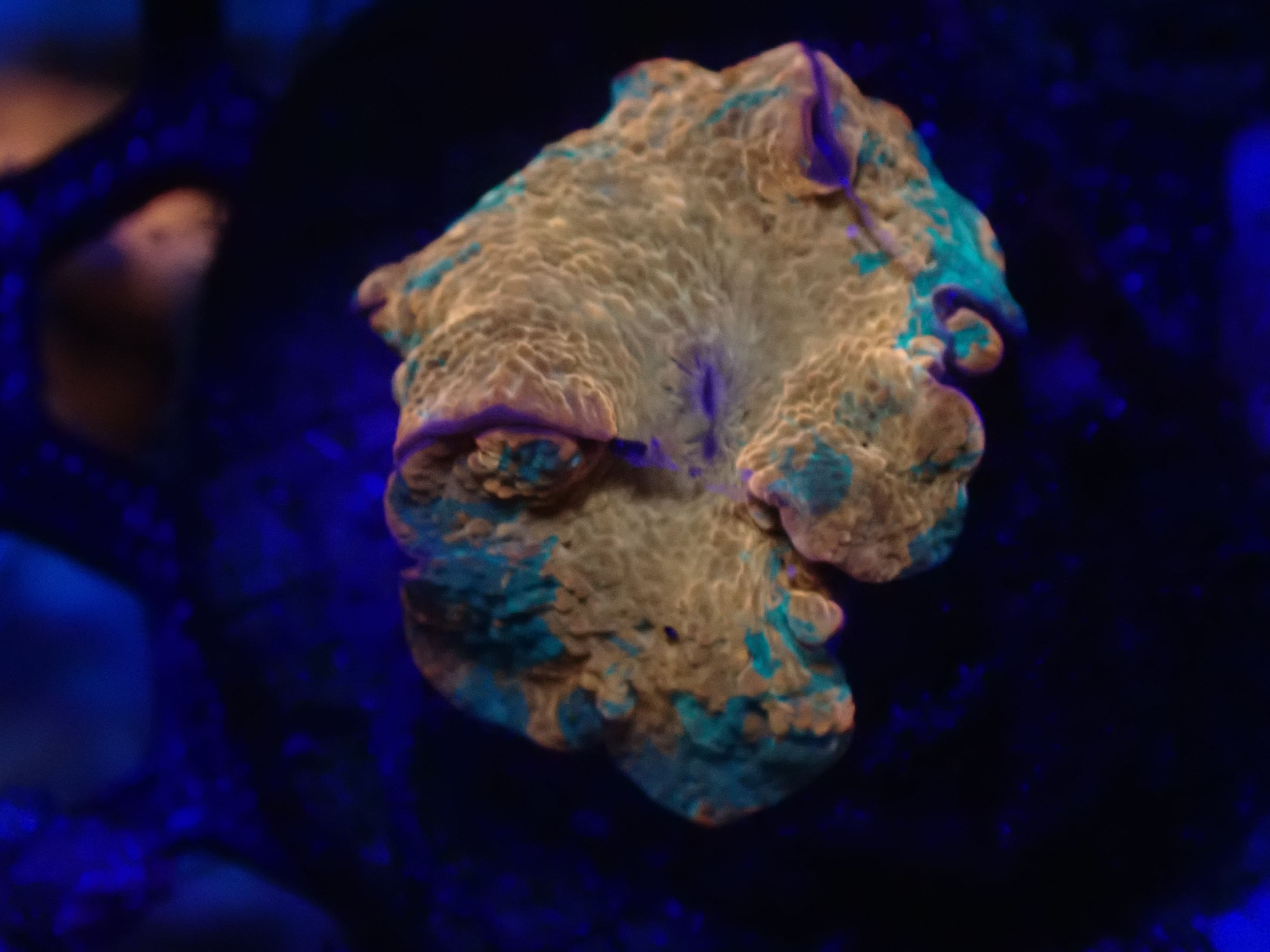 Candy Crush Purple Monster DNZ