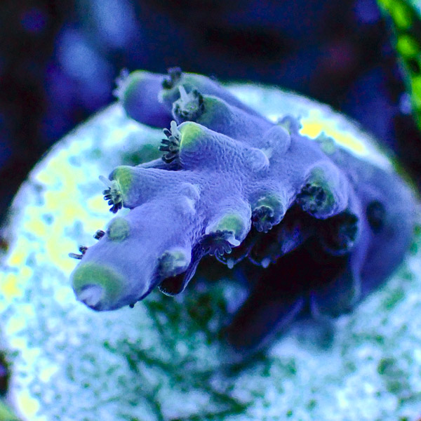 Acropora Blau Violett mit grünen Tips