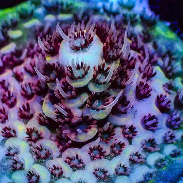 Acropora Grün/Rot