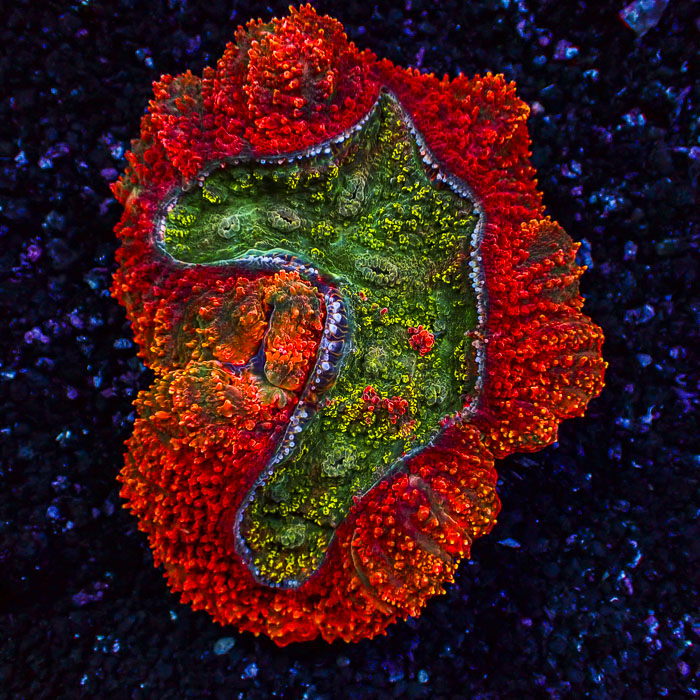 Lobophyllia MC Sunset Emerald