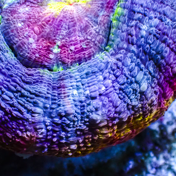 Homophyllia Bowerbanki Rainbow