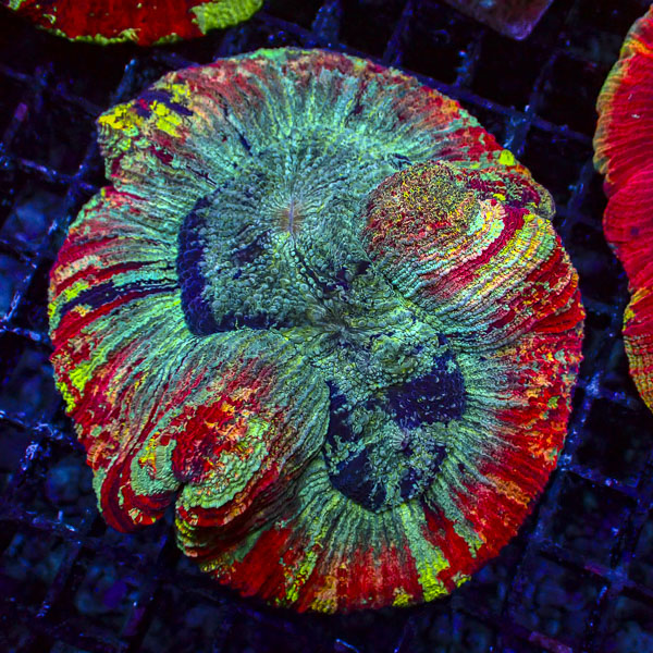 Trachyphyllia MC Turquoise Ember
