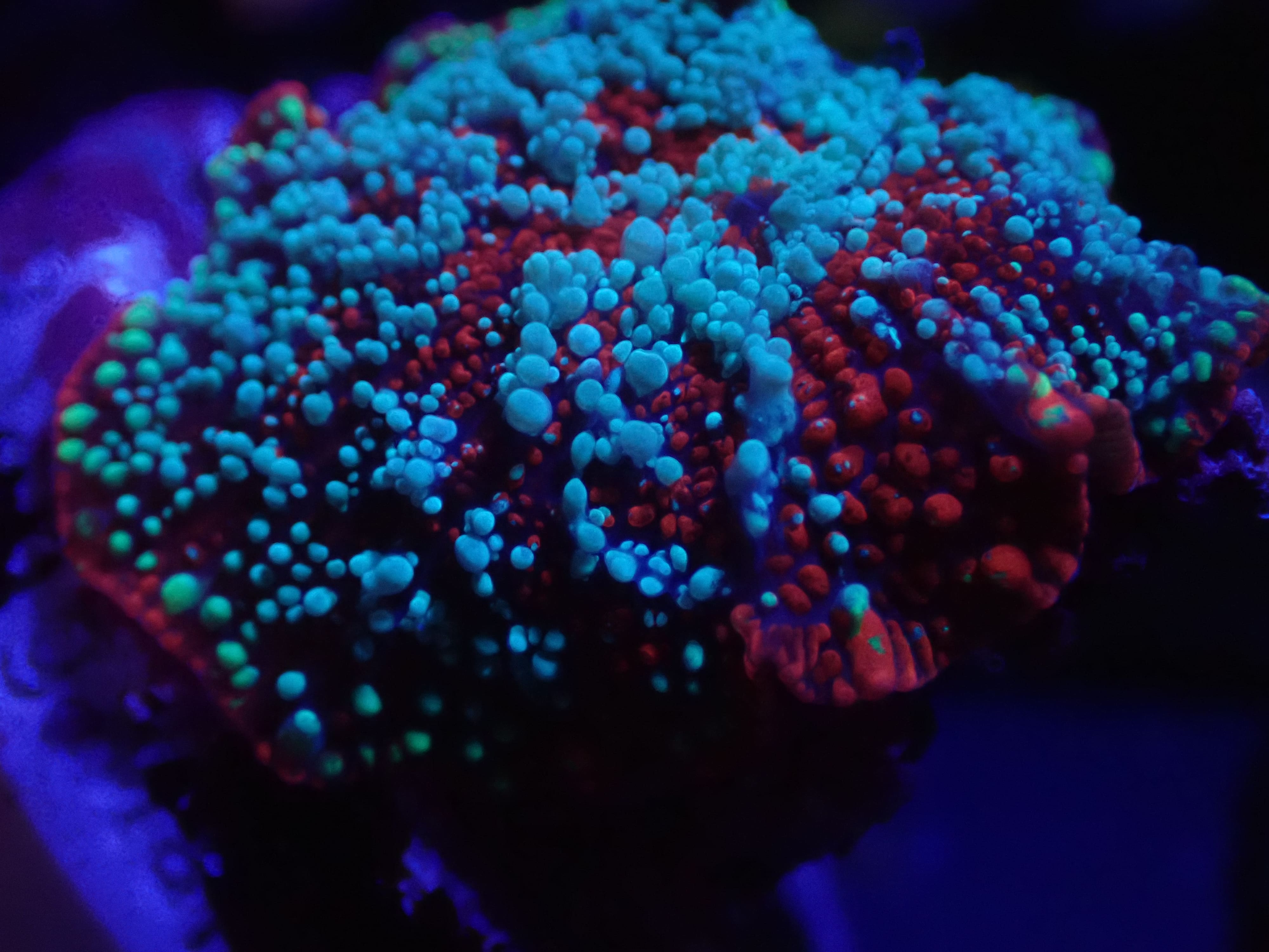 Ultra Bounce red devil Jawbreaker (rare)