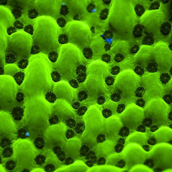 Montipora MC Appleberry