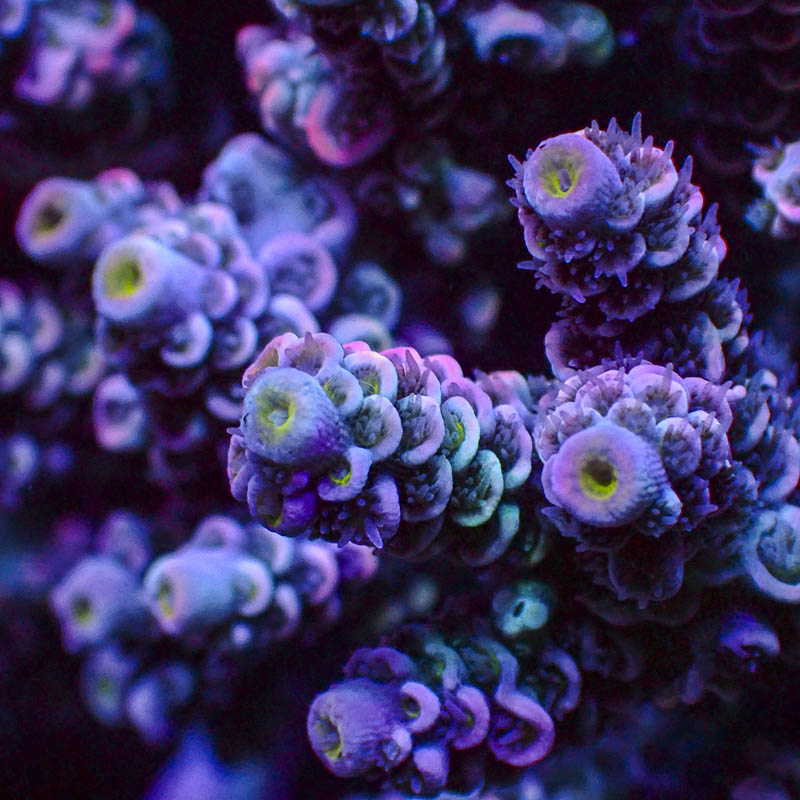 Acropora Crafted Homewrecker Lila Türkis