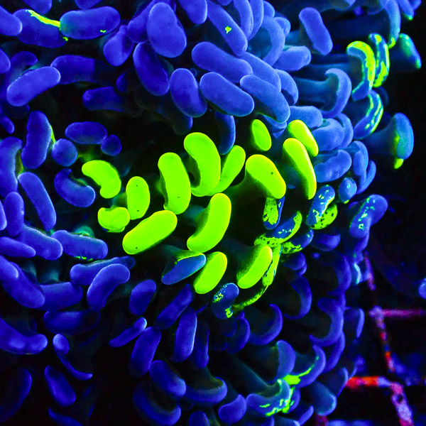 Paraancora MC Bicolor Venom NZ