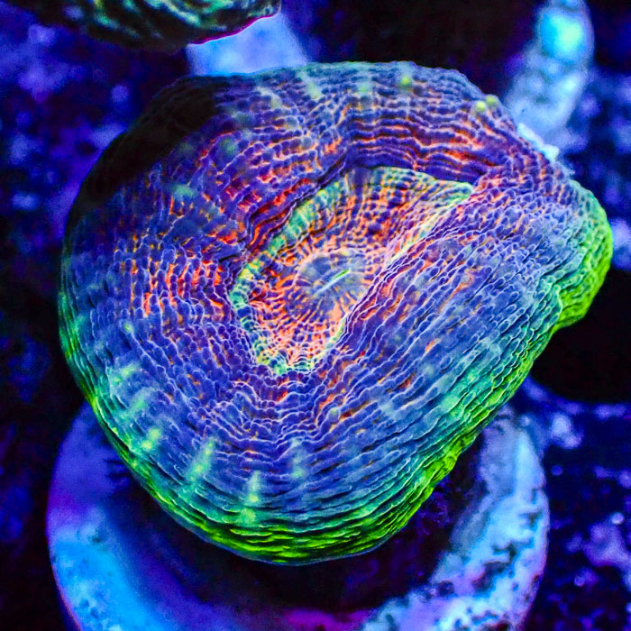 Lobophyllia MC Aurora Kaleidoscope